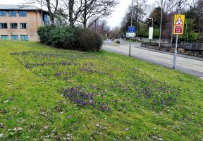 Early crocuses appearing March 2021